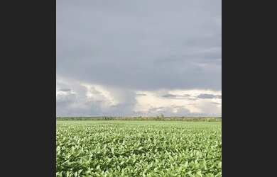 Imagem: A fazenda está localizado em Bela Vista, Sorriso à venda por