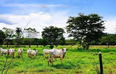 Imagem: O terreno possui 20.000m² de Área e está localizado em Jequitibá