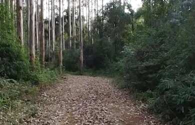 Imagem 7: Sítio / Chácara para Venda em Nova Petrópolis, Linha Imperial