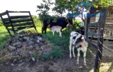 Imagem 11: Itapé - Fazenda -. 40m² de Área