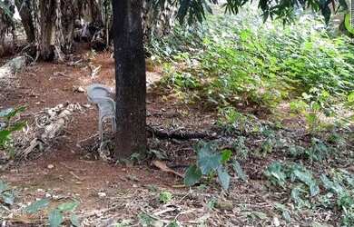 Imagem: O terreno possui 205m² de Área e está localizado em Caixa