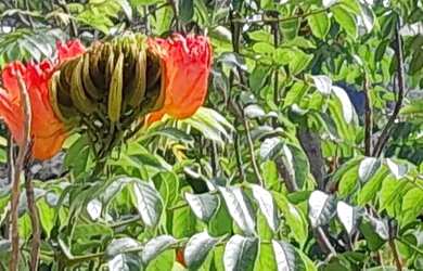 Imagem 14: Vagas em República Feminina em Frente a UERJ de São Gonçalo