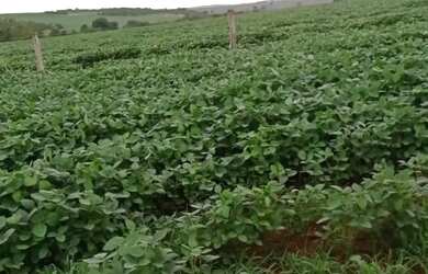 Imagem 5: Fazenda de arrendamento 1.200hec plantando em Aporé Goiás
