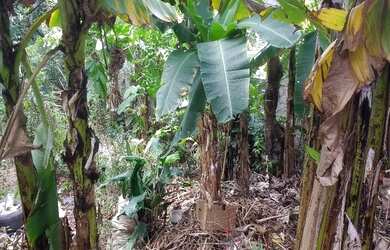 Imagem 5: TERRENO RESIDENCIAL em SALVADOR - BA, PATAMARES