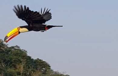 Imagem: O terreno possui 300m² de Área, Churrasqueira, Piscina e