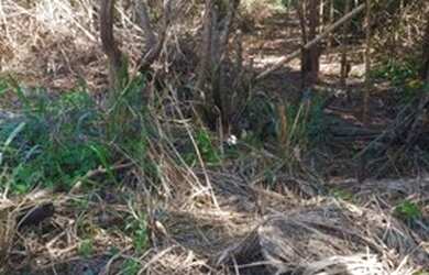 Imagem 4: Terreno à venda, 1000 m² por R$ 320.000,00 - Marina - Armação dos...