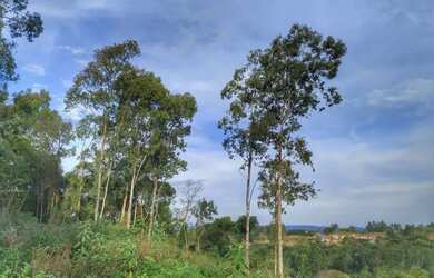 Imagem 2: Sítio / Chácara para Venda em Nova Petrópolis, Linha Olinda