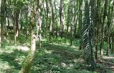 Imagem 16: Sítio bairro São Jacó, Nova Petrópolis.RS Ref. 159