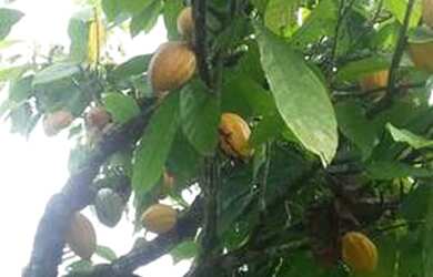 Imagem 6: Linda Fazenda em Ipiaú Bahia