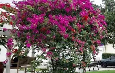 Imagem: O apartamento possui 3 Dormitórios, 1 Banheiro, 2 Vagas na