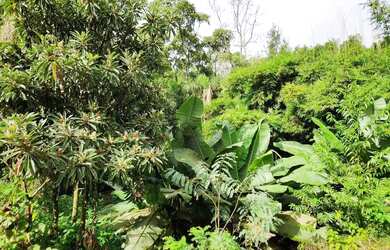 Imagem 5: Sítio / Chácara para Venda em Nova Petrópolis, São Jacó