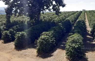 Imagem 7: Linda fazenda para venda em Três Corações - MG