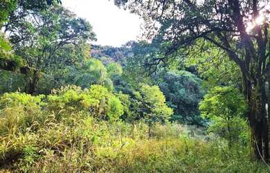 Imagem 7: Sítio / Chácara para Venda em Nova Petrópolis, Linha Pirajá Baixa
