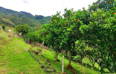 Imagem 13: Sítio / Chácara para Venda em Nova Petrópolis, Linha Riachuelo, 3 dormitórios,...