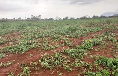 Imagem 11: Fazendinhas rurais em juatuba