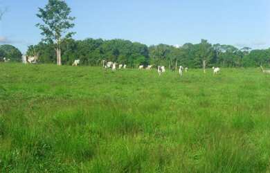 Imagem: A fazenda possui 650000-0m² de Área e está localizado em