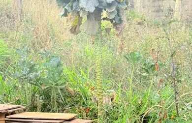 Imagem 13: CASA TÉRREA - SANTA ÂNGELA - MG