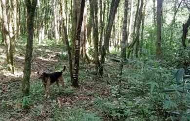 Imagem 15: Sítio bairro São Jacó, Nova Petrópolis.RS Ref. 159