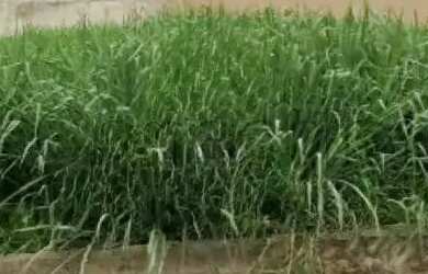 Imagem: O terreno possui 352m² de Área e está localizado em Alto