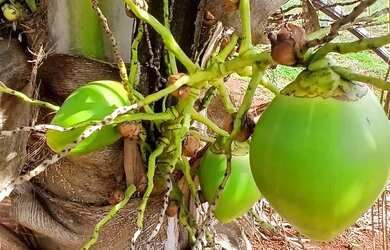 Imagem: A chácara possui 1347m² de Área e está localizado em Nossa