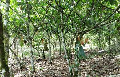 Imagem: A fazenda possui 25m² de Área Privada e está localizado em