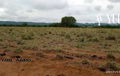 Imagem 8: Fazenda no Município do Peixe-Tocantins, toda formada em pastagem, com...