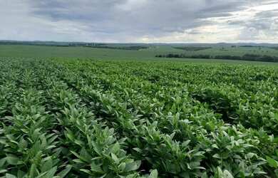 Imagem: A fazenda possui 85m² de Área e está localizado em Caiapônia