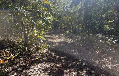 Imagem 6: Fazenda arrendamento 700hec pra abrir em aliança do Tocantins TO