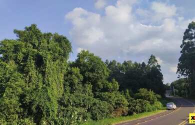 Imagem 6: Sítio / Chácara para Venda em Nova Petrópolis, Canto Ruckert