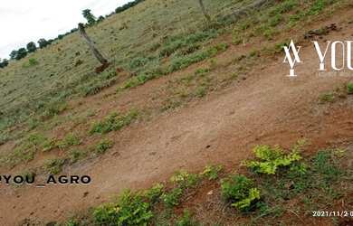Imagem 6: Fazenda no Município do Peixe-Tocantins, toda formada em pastagem, com...
