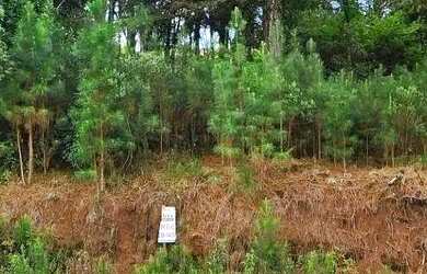 Imagem 3: Terreno à Venda em Gramado no Loteamento Marsal