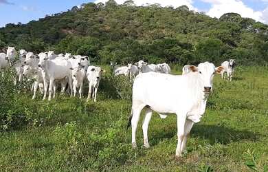 Imagem: A fazenda possui 3.794.000m² de Área e está localizado em