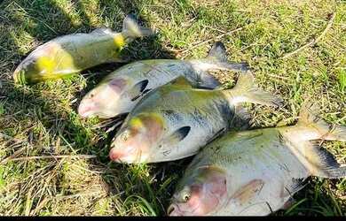 Imagem 5: Vendo sítio na estrada de novo airão, fica 130 km de Manaus