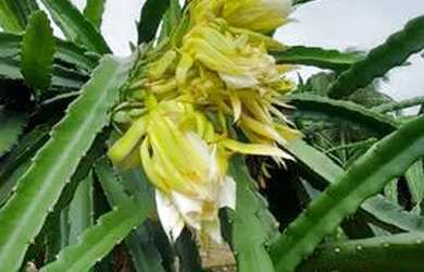 Imagem 7: Fazenda na pista Rodovia BR174, entre Km 60 e 63. 2.449ha com 3.900mts...