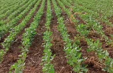 Imagem 6: Fazenda de arrendamento 1.200hec plantando em Aporé Goiás
