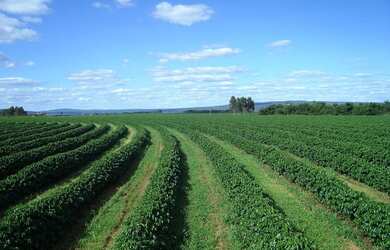 Imagem: A fazenda à venda e está localizado em Maracaju, MS por