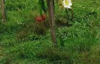 Imagem 5: Fazenda na pista Rodovia BR174, entre Km 60 e 63. 2.449ha com 3.900mts...