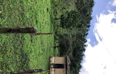 Imagem 3: VENDO FAZENDA 127 hectares