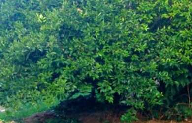 Imagem 11: Casa em Imbituba, localizada no bairro Alto Arroio a 600 metros até a...