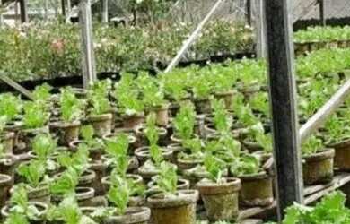 Imagem 2: Fazenda na pista Rodovia BR174, entre Km 60 e 63. 2.449ha com 3.900mts...