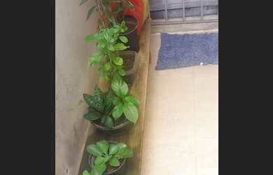 Imagem 9: 1/4 e sale santa cruz carro na porta