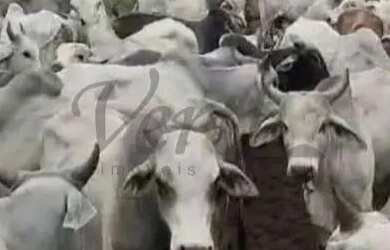 Imagem: A fazenda possui 1569m² de Área e Varanda e está localizado