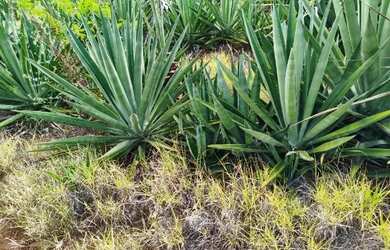 Imagem 1: FAZENDA 13 MIL HECTARES - ENGORDADEIRA - 3MIL Tarefas FAZENDA DE SISAL