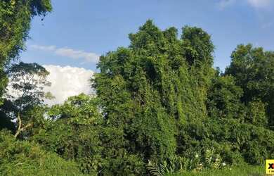 Imagem 9: Sítio / Chácara para Venda em Nova Petrópolis, Canto Ruckert