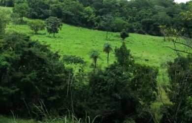 Imagem 12: Fazenda 53 Alqueires 20 km Niquelândia Goiás