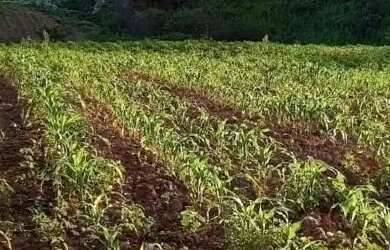 Imagem 9: Sítio localizado no Municípo Sítio do Quinto/BA