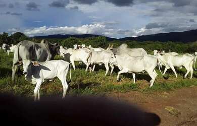Imagem: A fazenda possui 2m² de Área e está localizado em Nobres