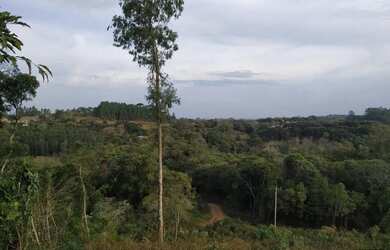 Imagem 5: Sítio / Chácara para Venda em Nova Petrópolis, Linha Olinda