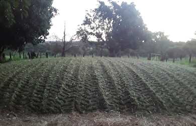 Imagem: A fazenda possui 4m² de Área e está localizado em Centro