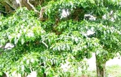 Imagem 15: Terreno à venda, 10200 m² por R$ 159.000 - Itatiaia - Itatiaia/RJ